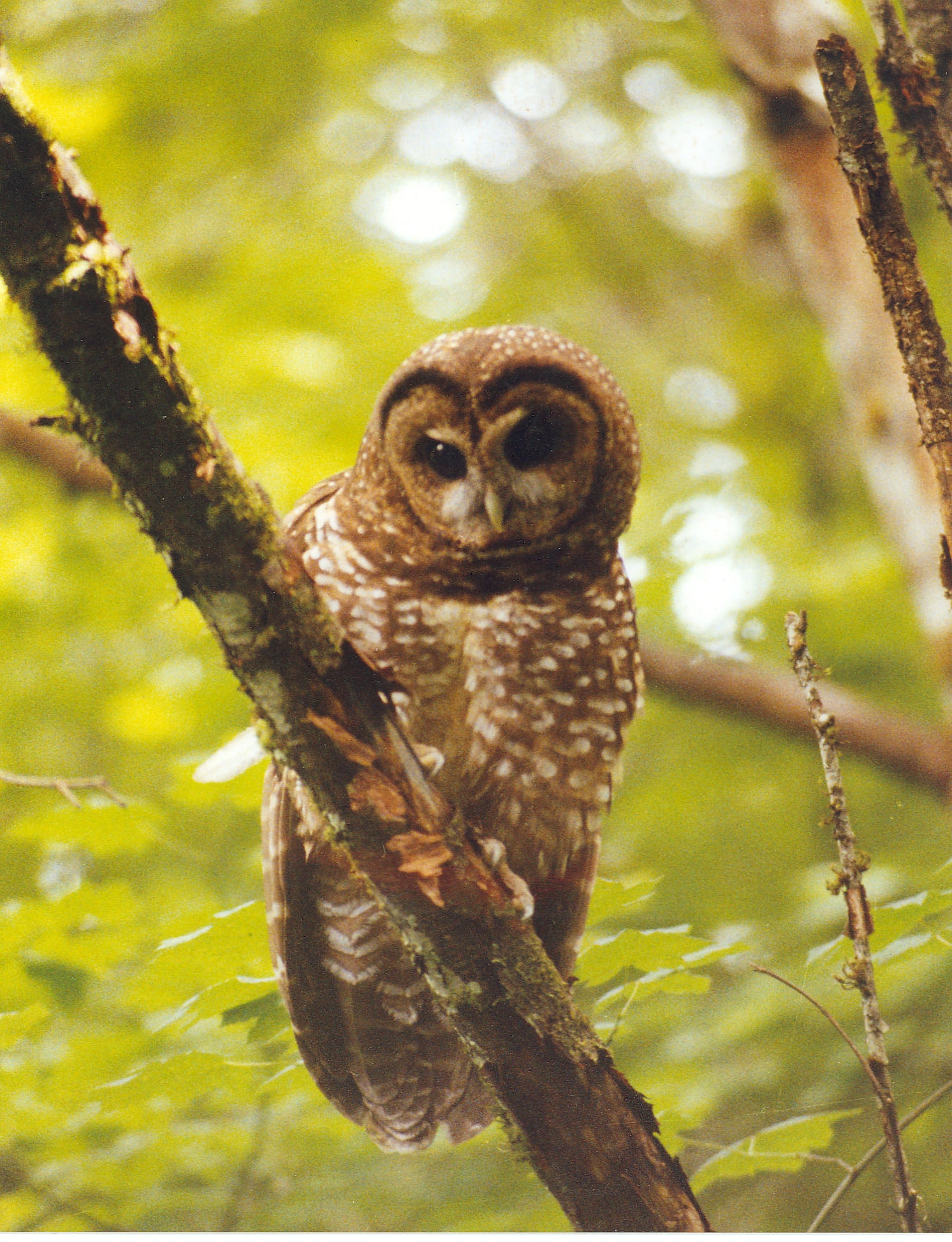 Endangered Owl Species