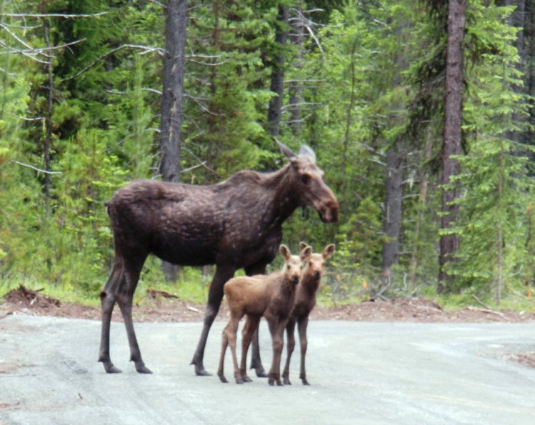 Moose and calves