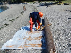 A worker segments a polluting piling removed from Washington's waters so that it can be removed from the beach. (DNR photo)